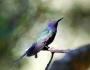 Swallow Tail Hummingbird