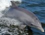 Many Stranded Bottlenose Dolphins May Be Deaf