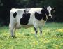 ‘Mysterious’ Cow Mutilations Spur Alien Theories